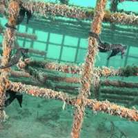 Have You Seen This? Seahorse hotels created to conserve endangered species