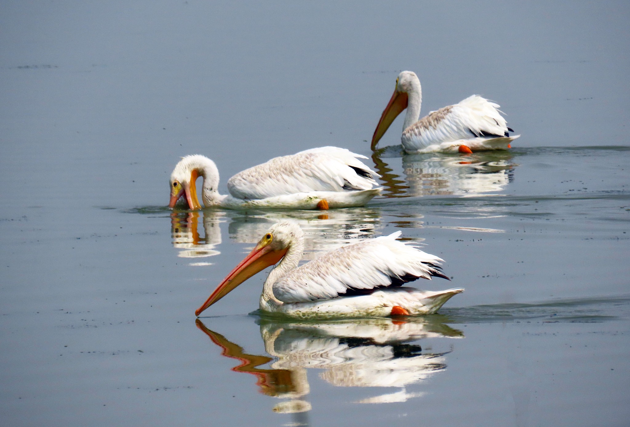 5 critical reasons it is imperative to save the Great Salt Lake