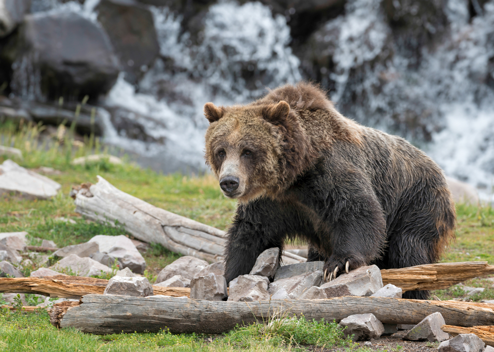 QUIZ: How much do you know about Yellowstone and bears?