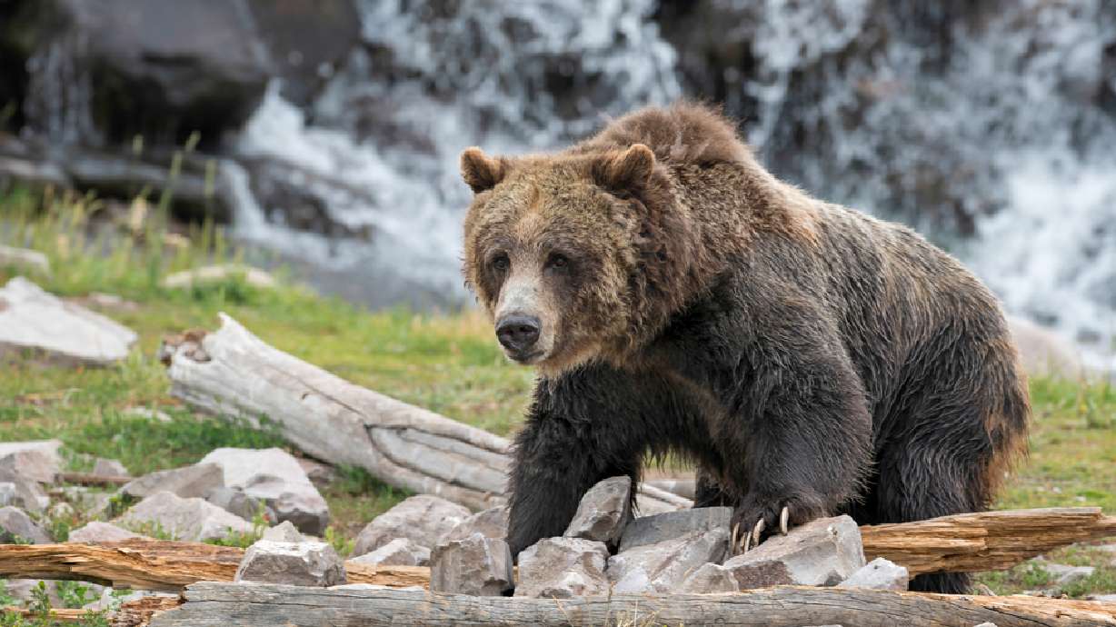 QUIZ: How much do you know about Yellowstone and bears?