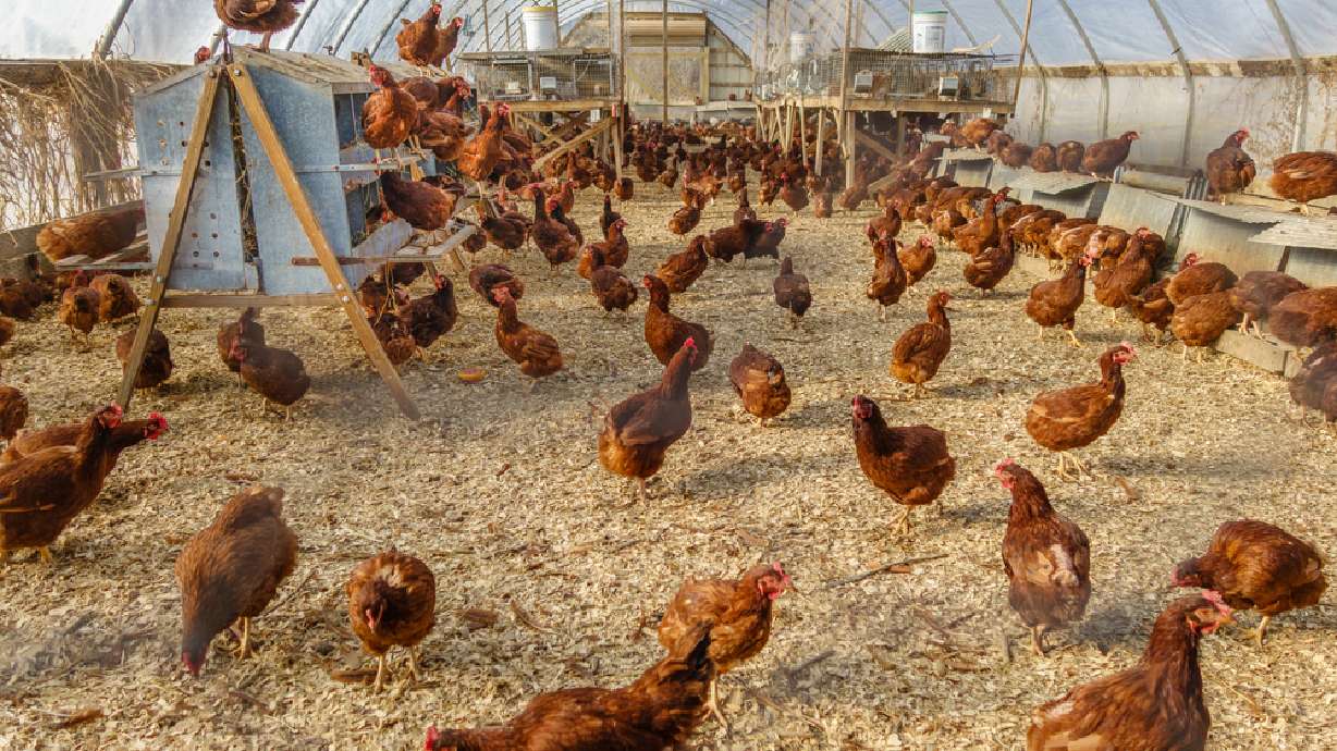 A Utah committee plans to review the state's cage-free egg production law passed two years ago amid new concerns about egg sales. The law currently requires state egg producers to move to cage-free by the start of 2025.