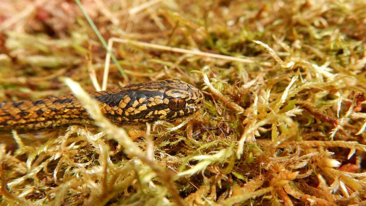 Four researchers in South America discovered a species of snake, which the team named for action icon Harrison Ford. Tachymenoides harrisonfordi is shown in the Peruvian wetlands in an undated photo.