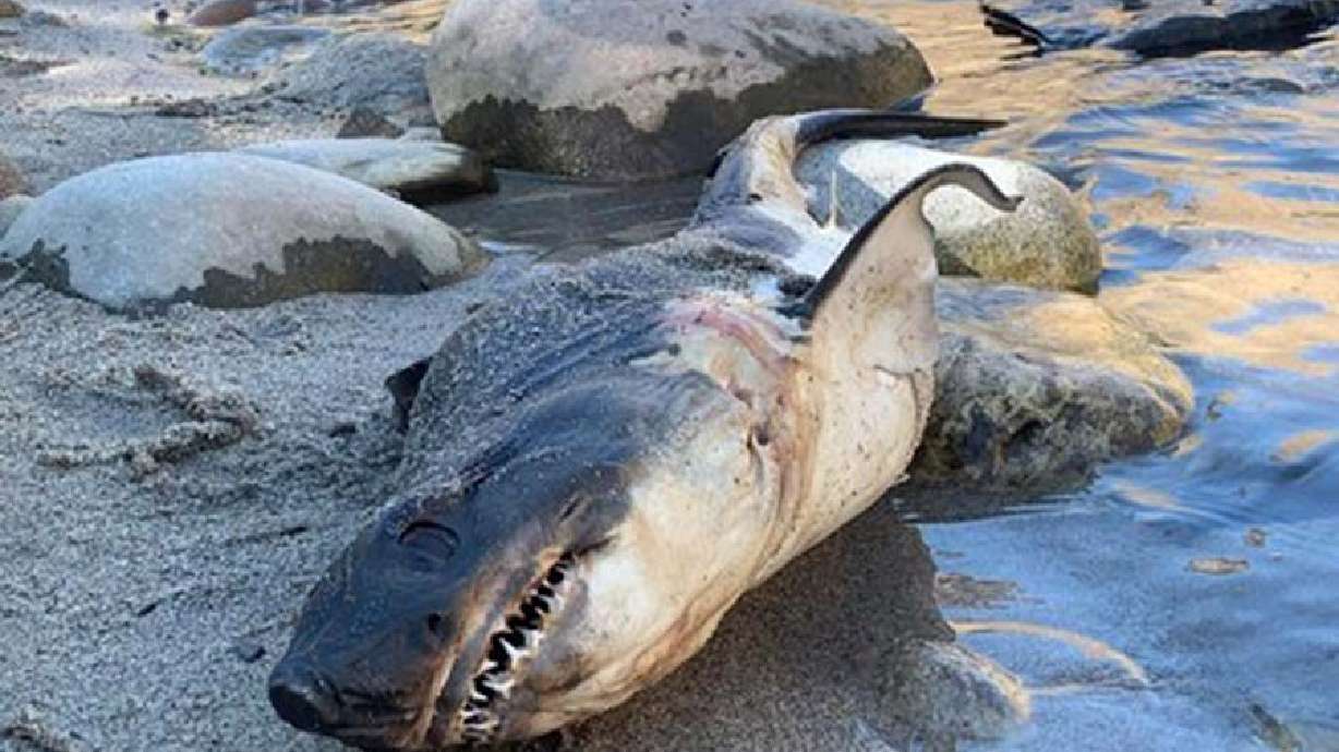 A shark was discovered by the Salmon River, near Riggins, Idaho, on Tuesday.