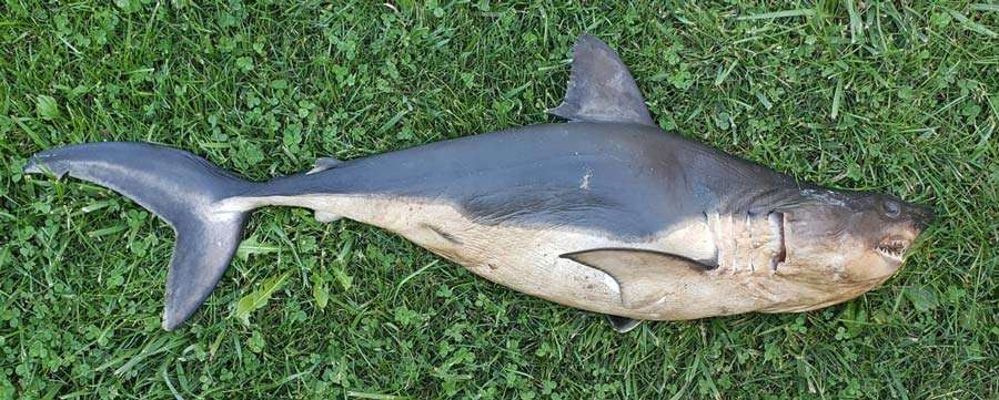 A shark was discovered by the Salmon River, near Riggins, Idaho, on Tuesday.