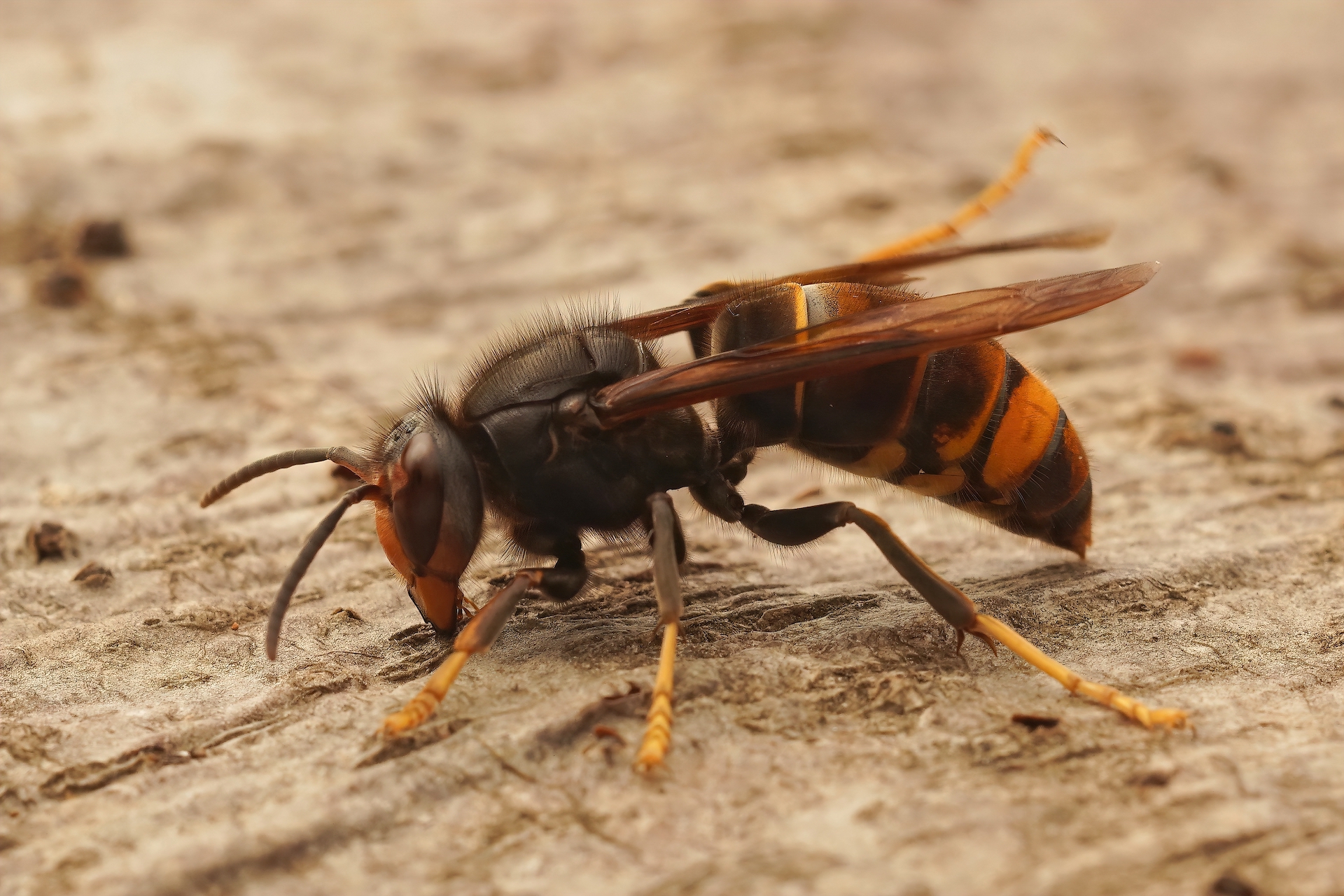 The Asian yellow-legged hornet is half the size of its more famous relative but an equal threat to honey bee populations and crops that rely on pollination by bees.