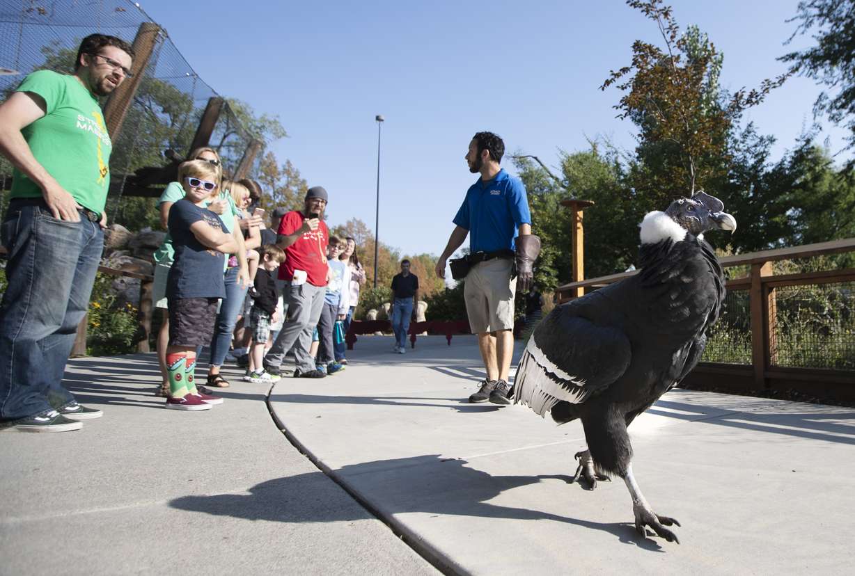 Visitors take photos and watch "Andy" the condor as he walks at Tracy Aviary during Vulture Awareness Day in Salt Lake City on Sept. 1, 2018. Andy died of natural causes at age 64 in August 2023.