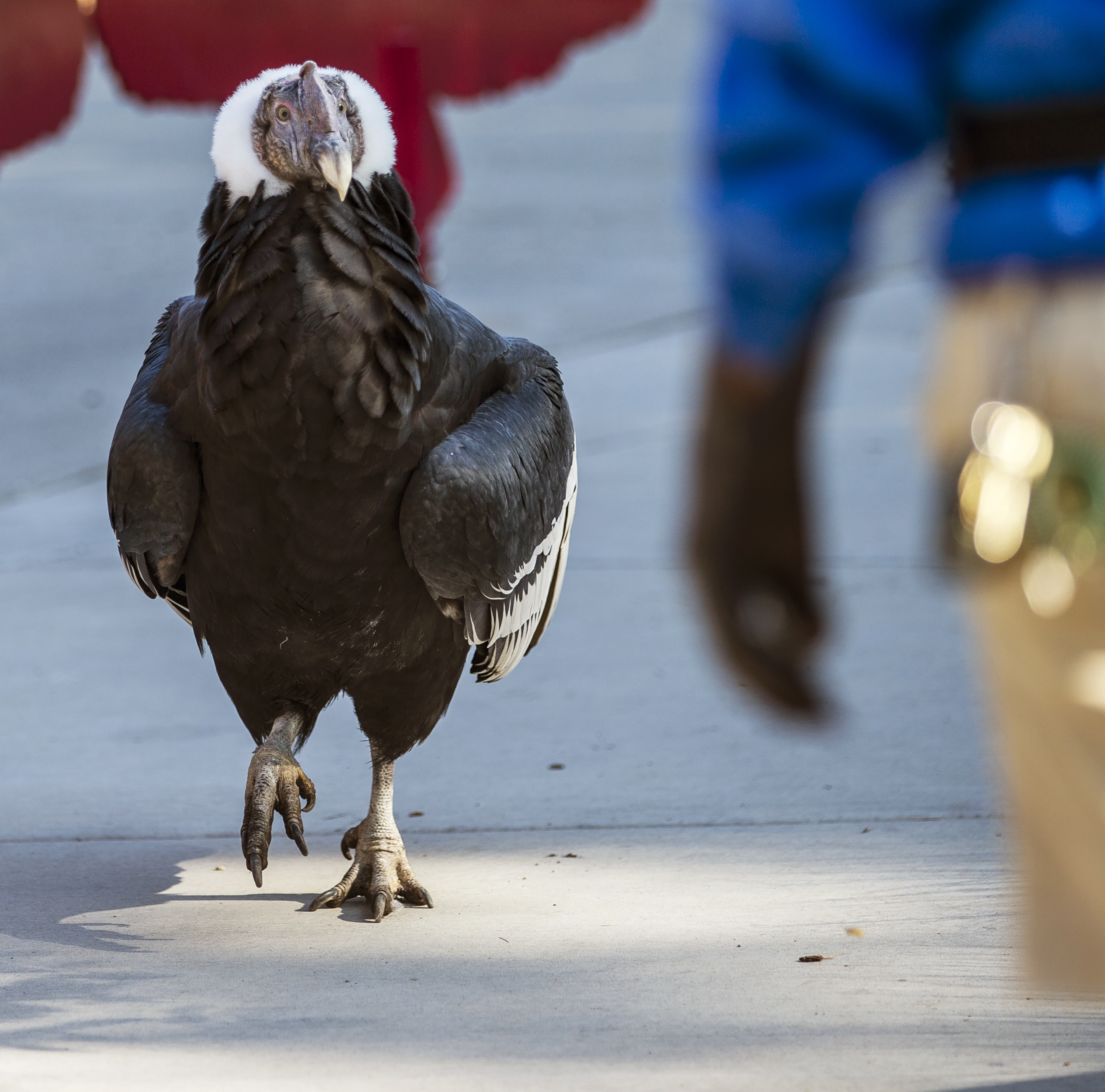 Visitors take photos and watch "Andy" the condor as he walks at Tracy Aviary during Vulture Awareness Day in Salt Lake City on, Sept. 1, 2018.