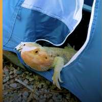 Have You Seen This? Bearded dragon loves to hike and camp