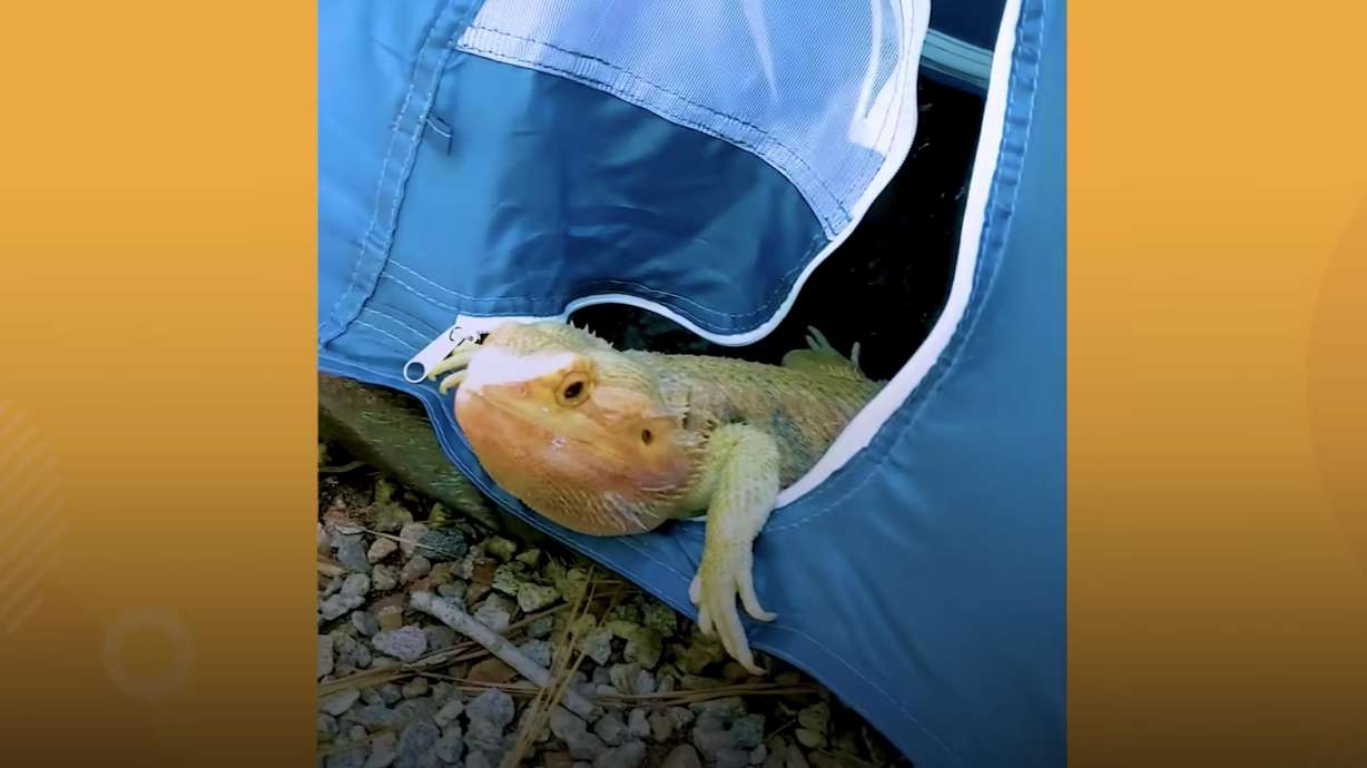 Percy the Hiking Lizard is a bearded dragon from Virginia who loves to go on walks, hikes and go camping with his mom.