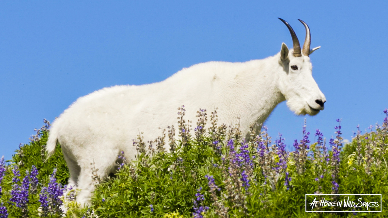 Harassing wildlife isn't just a national park problem