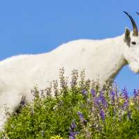 Harassing wildlife isn't just a national park problem