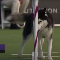 Have You Seen This? 2 dogs run the same but very different agility races