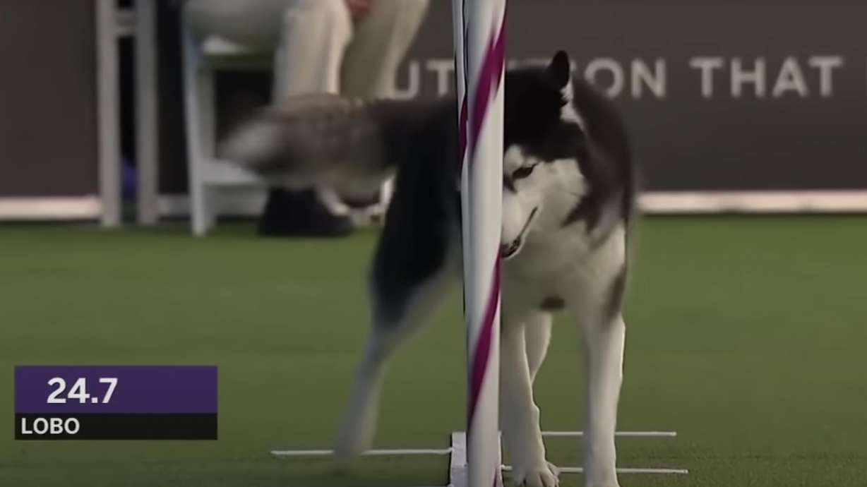 The two breeds in discussion both have the smarts and speed capabilities to excel at agility races, but they don't necessarily have similar results.