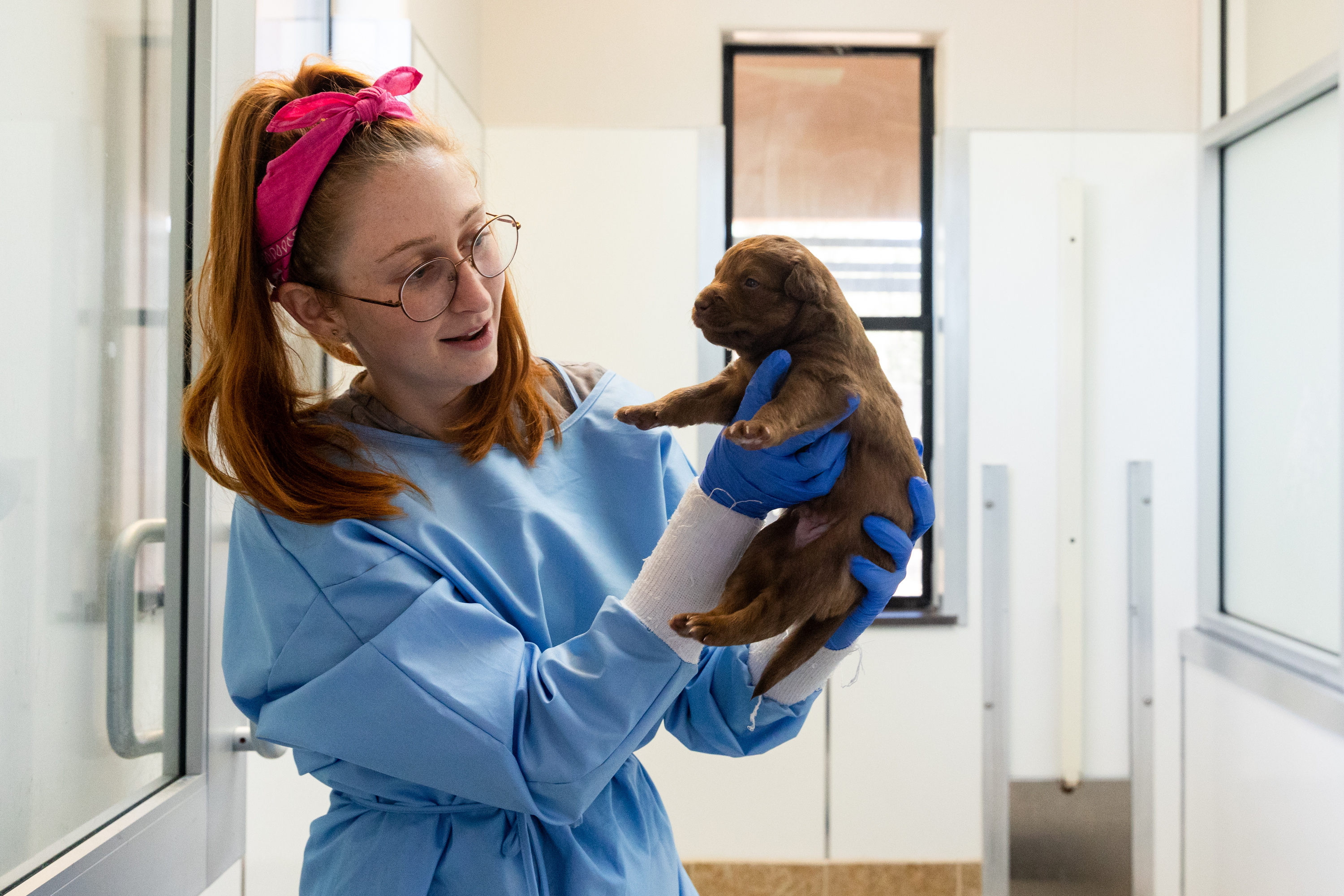 Landon Schobert, caregiver in Puppy Admissions, weighs a puppy at Best Friends Animal Sanctuary in Kanab on July 27.
