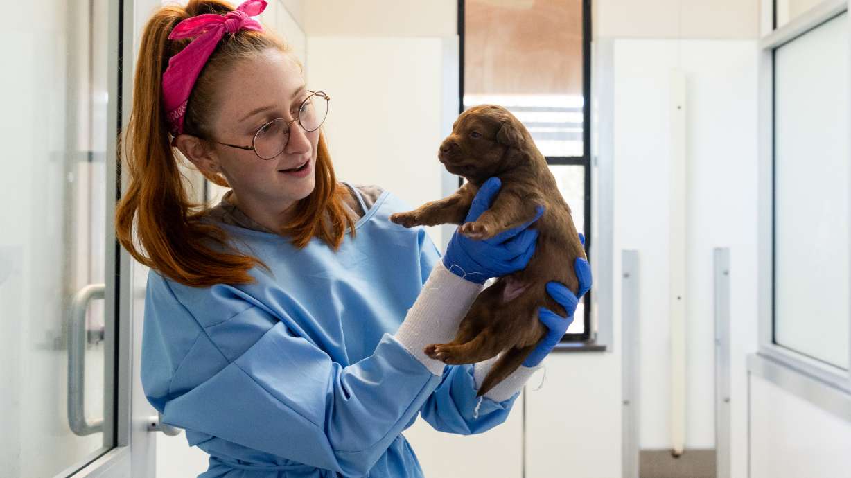 Landon Schobert, caregiver in Puppy Admissions, weighs a puppy at Best Friends Animal Sanctuary in Kanab on July 27.