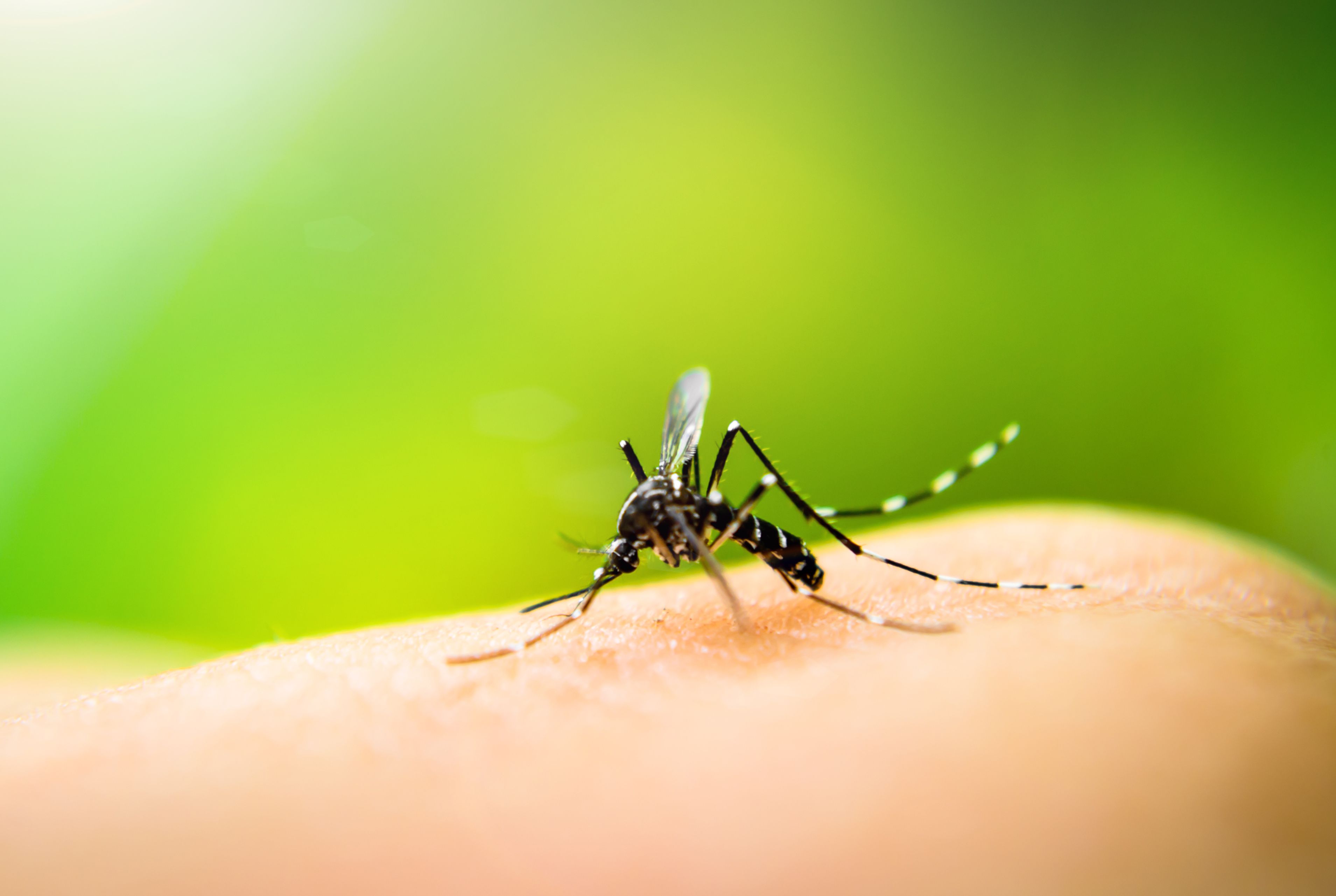 A mosquito is shown on human skin. Locally acquired malaria, which hadn't been seen in the United States for two decades until earlier this summer, has now been reported in a third state.