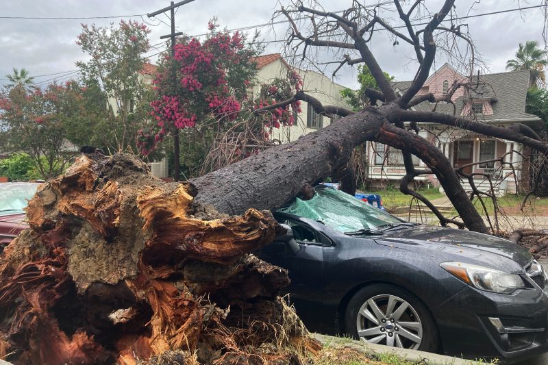 A toppled tree from the tropical storm covers a car in Los Angeles on Monday. Tropical Storm Hilary drenched Southern California from the coast to the desert resort city of Palm Springs and inland mountains, forcing rescuers to pull several people from swollen rivers.