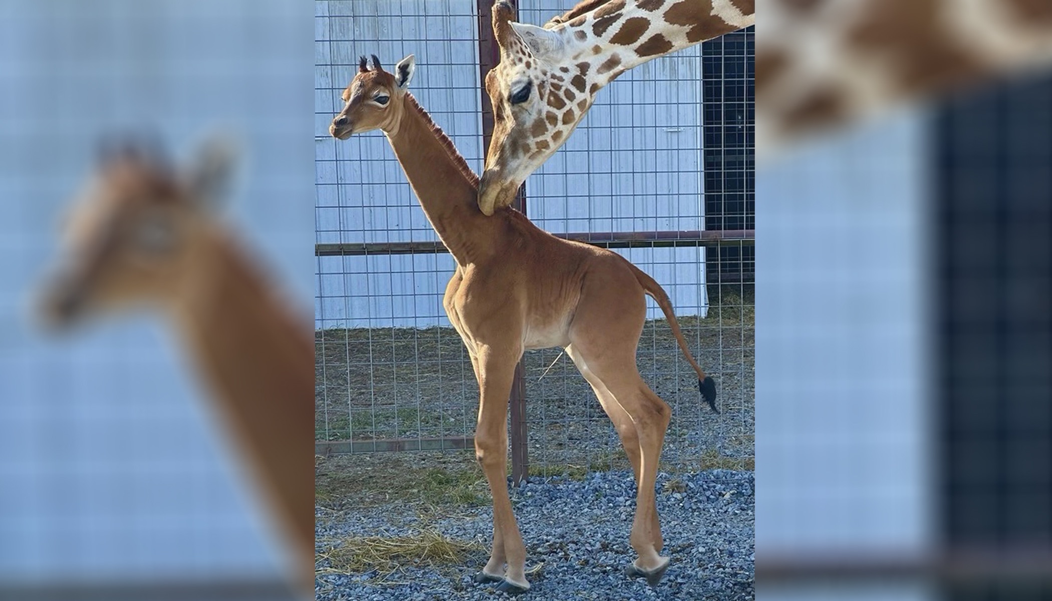 This undated photo provided by Brights Zoo in Limestone, Tenn., shows a plain brown female reticulated giraffe that was born on July 31 at the family-owned zoo. 