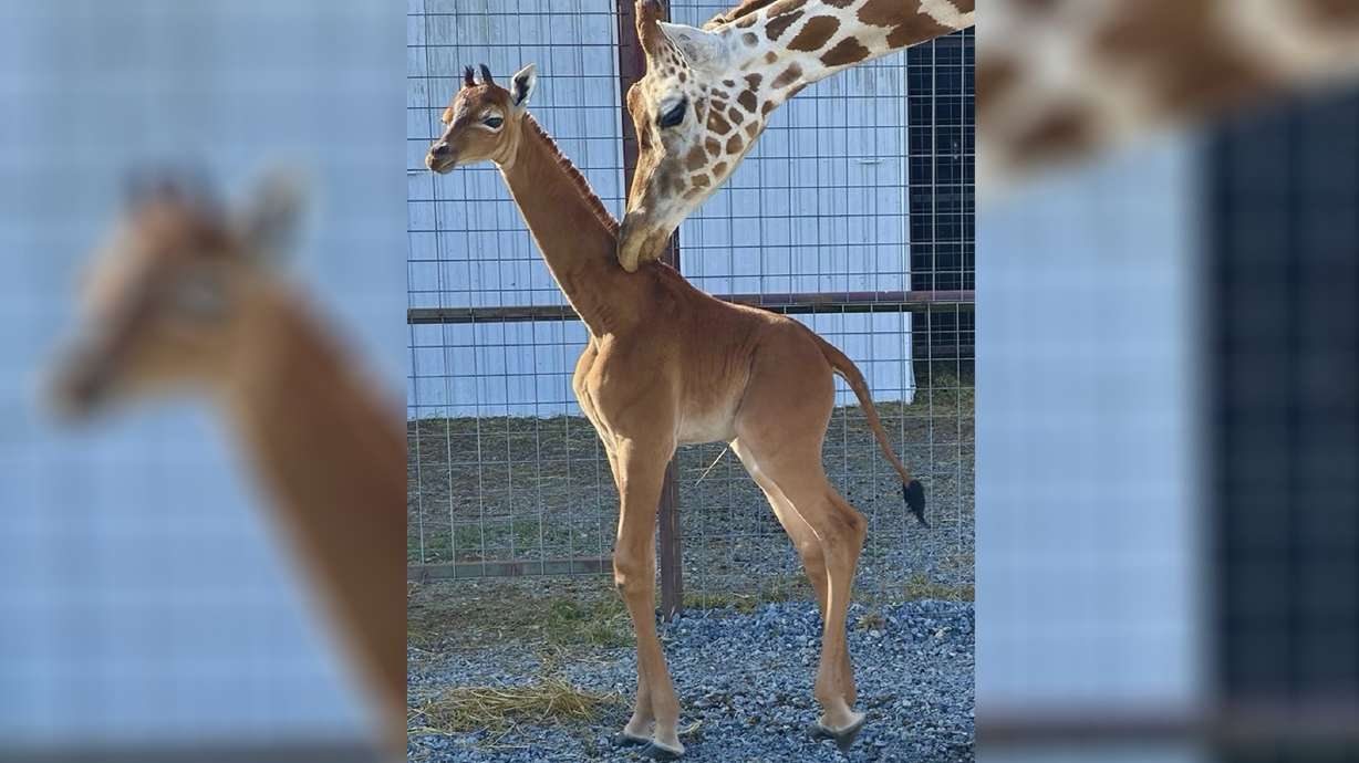 This undated photo provided by Brights Zoo in Limestone, Tenn., shows a plain brown female reticulated giraffe that was born on July 31 at the family-owned zoo.