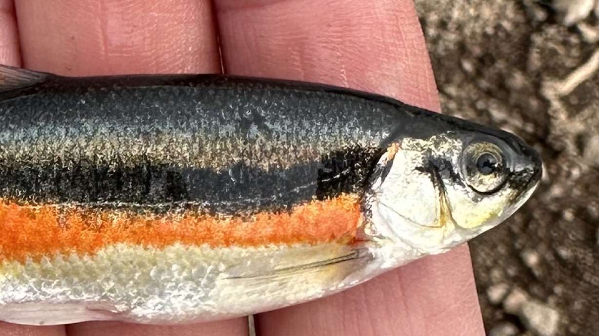 An undated photo of a redside shiner discovered at Paragonah Reservoir in Iron County earlier this year. Utah wildlife officials say it's one of the fish species illegally dumped in state reservoirs this year.