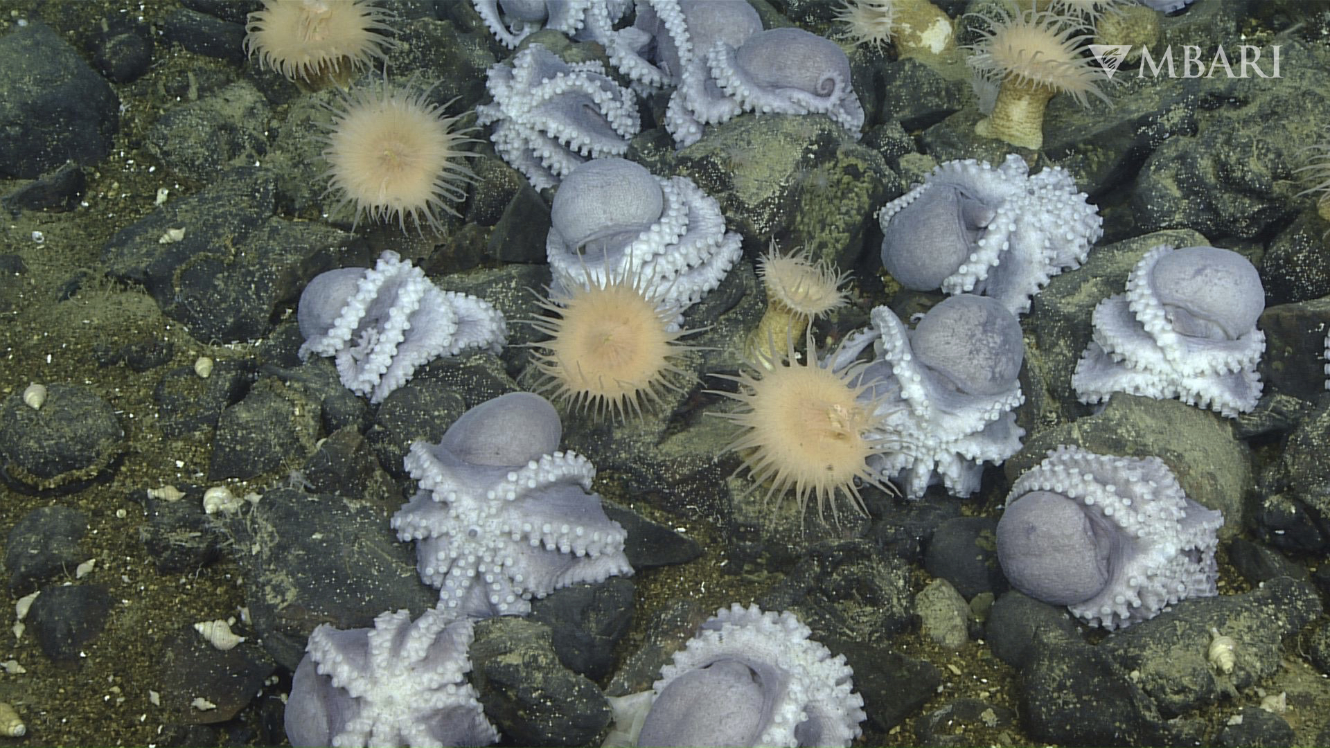 An aggregation of female pearl octopuses nest at the "octopus garden," near the Davidson Seamount off the California coast at a depth of approximately 10,500 feet. Scientists were startled to find thousands of octopuses huddled together, protecting their eggs at the bottom of the ocean. 