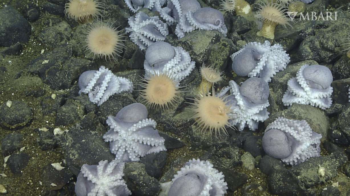 An aggregation of female pearl octopuses nest at the "octopus garden," near the Davidson Seamount off the California coast at a depth of approximately 10,500 feet. Scientists were startled to find thousands of octopuses huddled together, protecting their eggs at the bottom of the ocean.