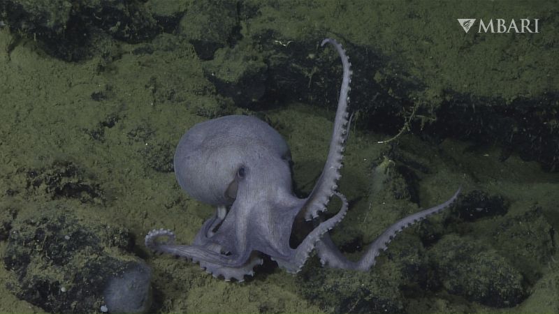 A male pearl octopus is seen at the "octopus garden," near the Davidson Seamount off the California coast at a depth of approximately 10,500 feet in an undated photo. Most octopuses lead solitary lives. So scientists were startled to find thousands of females huddled together, protecting their eggs at the bottom of the ocean. Research published Wednesday in Science Advance shows heat seeping up from the base of an extinct underwater volcano helps their eggs hatch faster.
