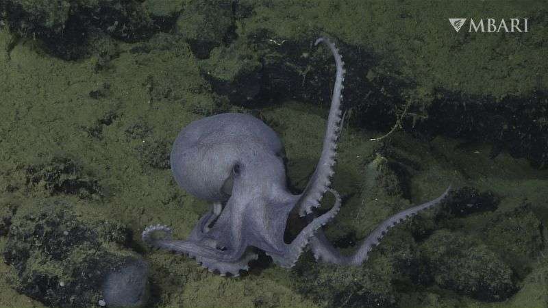 A male pearl octopus is seen at the "octopus garden," near the Davidson Seamount off the California coast at a depth of approximately 10,500 feet in an undated photo. Most octopuses lead solitary lives. So scientists were startled to find thousands of females huddled together, protecting their eggs at the bottom of the ocean. Research published Wednesday in Science Advance shows heat seeping up from the base of an extinct underwater volcano helps their eggs hatch faster.