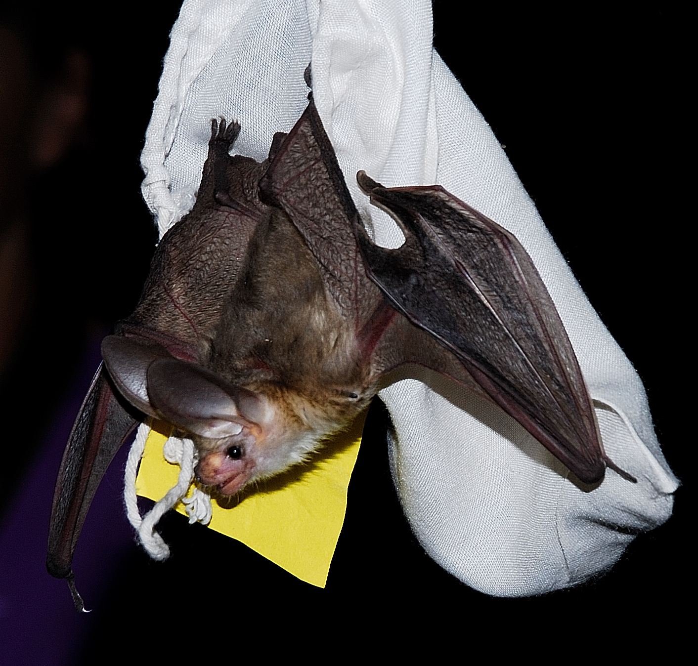 A pallid bat is tested by Utah Division of Wildlife Resources biologists in 2013. Arches National Park officials are urging visitors to stay clear from bats in the park after one tested positive for rabies this month.