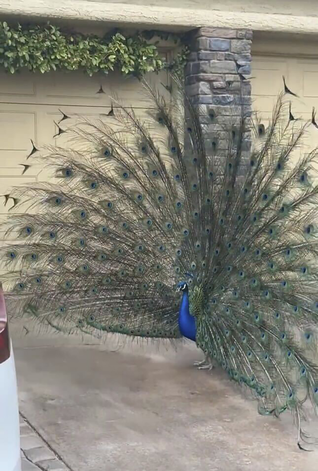 This undated photo provided by Felicity Carter shows Pete, a Las Vegas neighborhood peacock that was killed with a hunter's bow and arrow in August 2023. Authorities are trying to find who was behind it.
