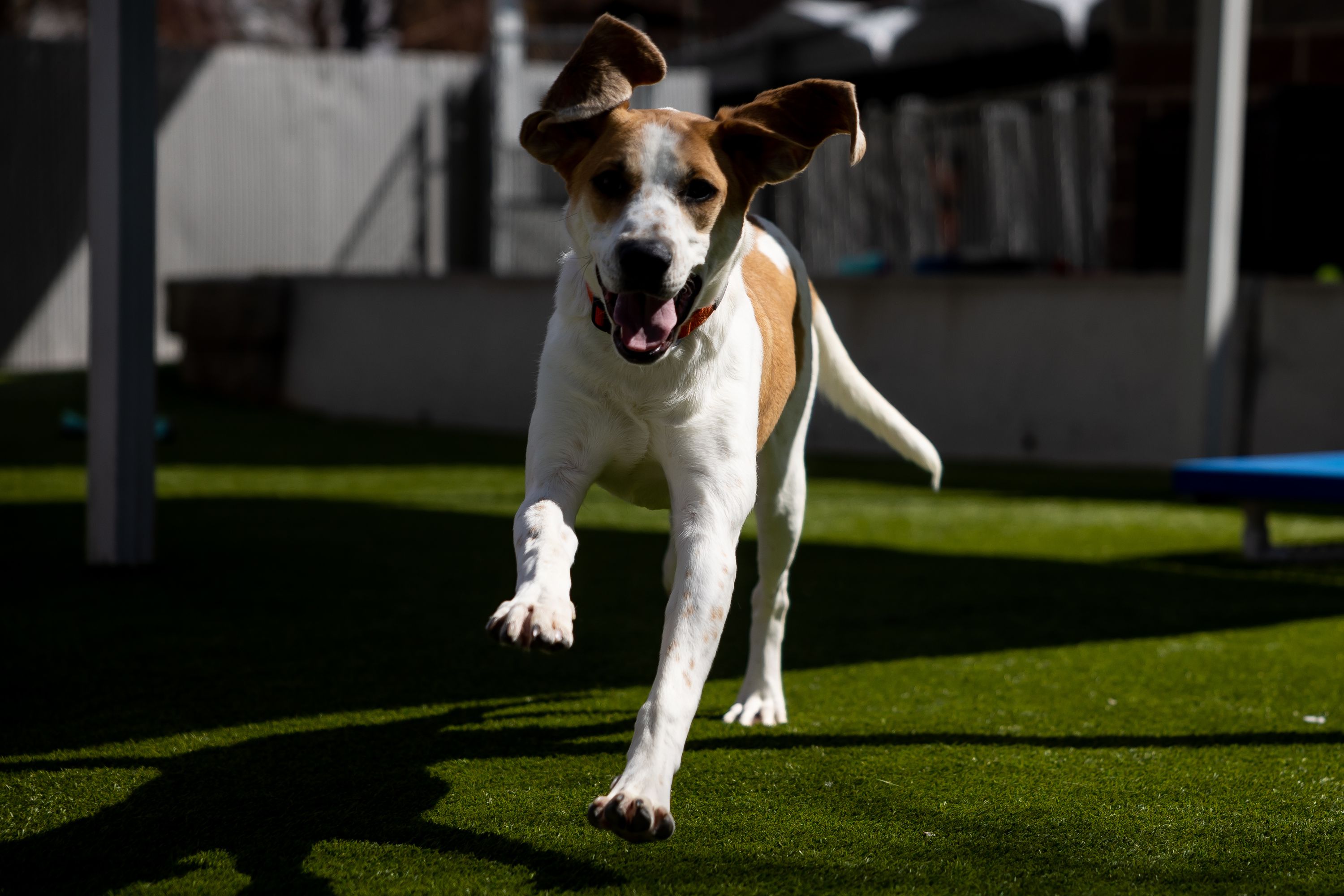 Echo, an 11-month-old coonhound mix, plays outside at Salt Lake County Animal Services in Millcreek on April 20.