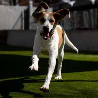 National Dog Day: Adopt a dog, puppy from a local animal shelter