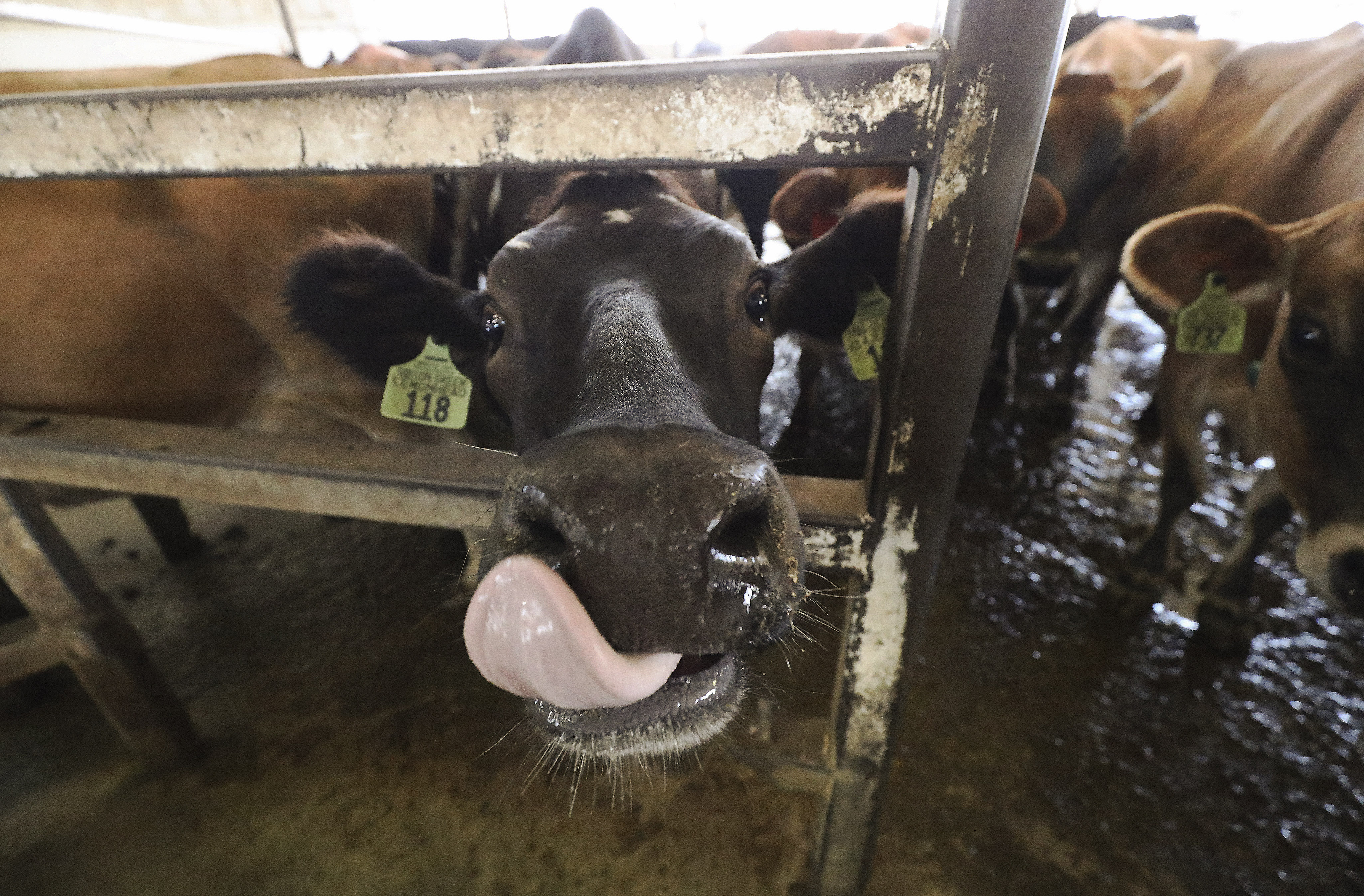 A cow waits to be milked at Ron Gibson's dairy farm in Ogden on Oct. 9, 2020. Two BYU professors are using a special bacteria to pretreat manure before it is converted into natural gas, maximizing the amount of energy made and reducing waste at the same time.