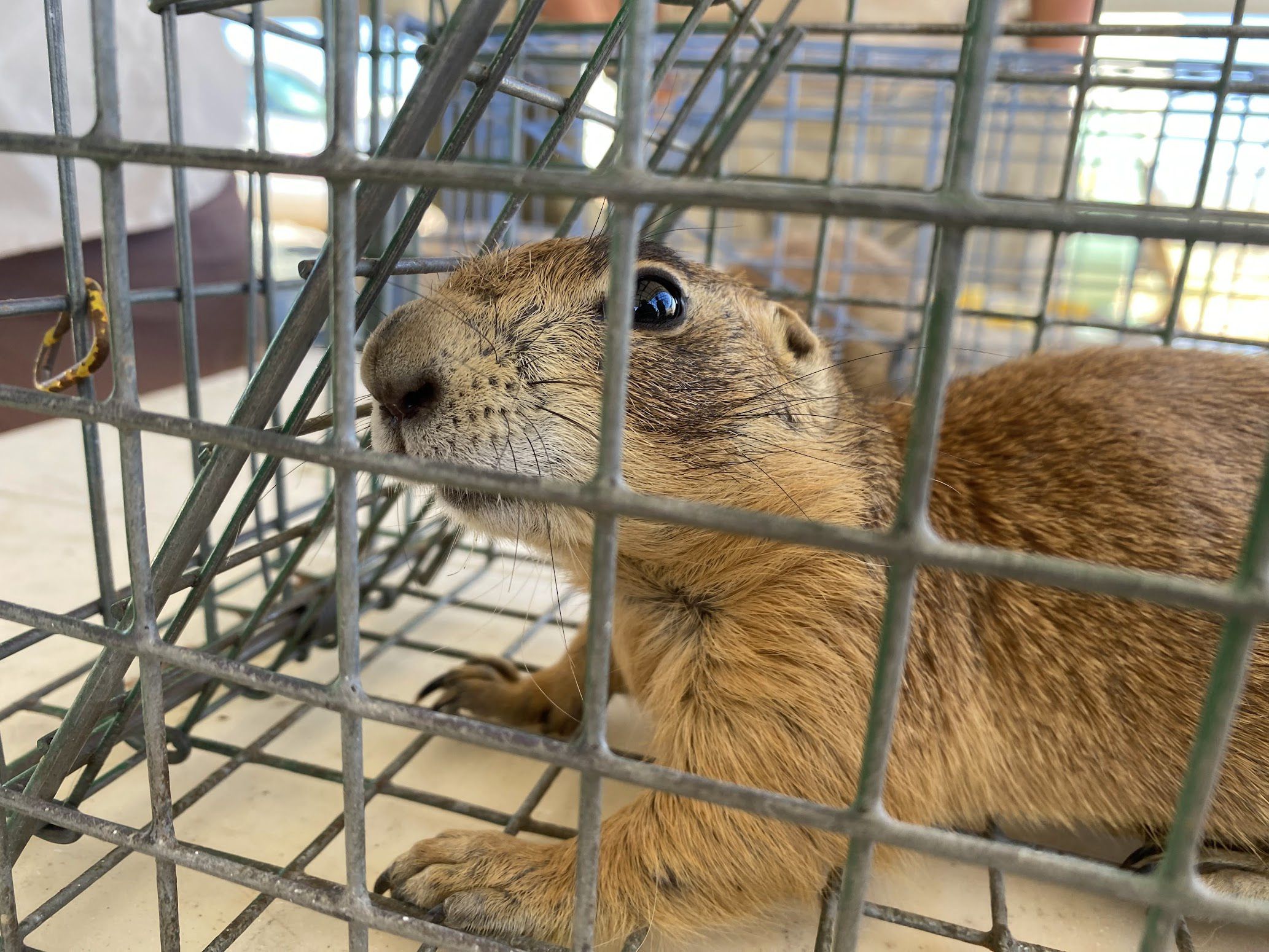 The Utah prairie dog can only be found in the southwestern corner of Utah.