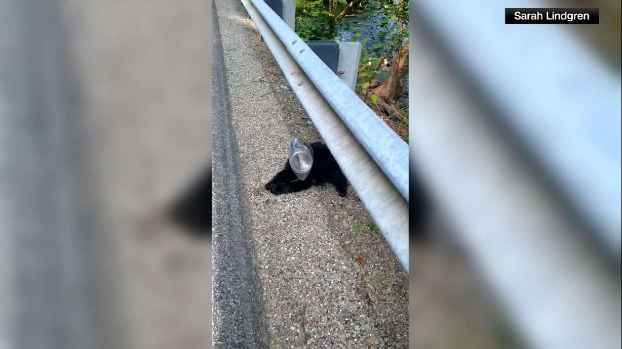 Pennsylvania Park manager Sarah Lindgren is no stranger to wildlife, so when she saw a bear cub in distress, she knew exactly what to do.
