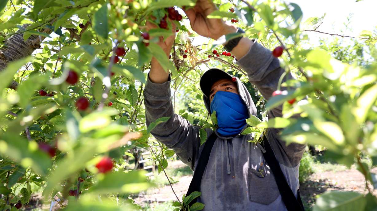 Juan Perez, who is from Mexico and has an H-2A visa for temporary agricultural workers, picks cherries at South Shore Farms, which is owned by McMullin Orchards, in Utah County, near Spanish Fork, on July 28, 2022.