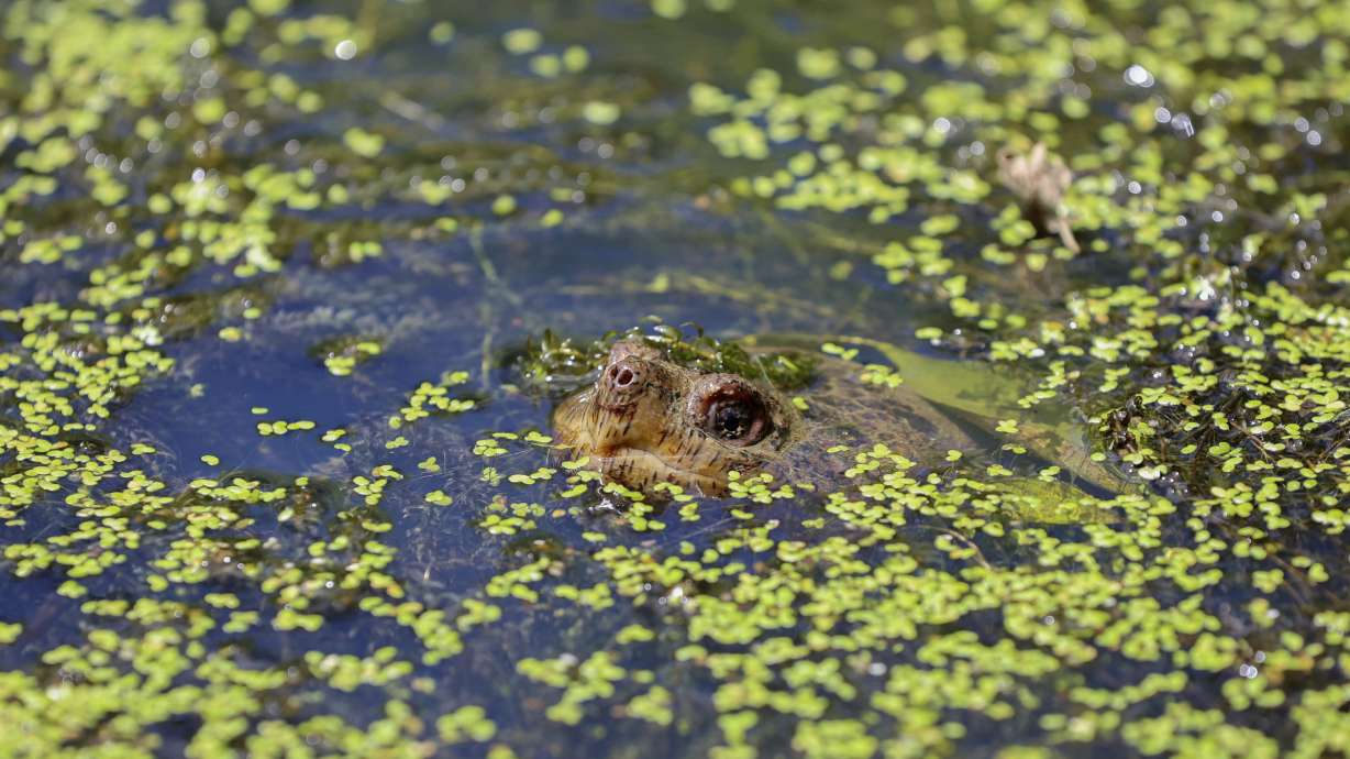 A turtle pokes its nose out of the water in the wetlands inside Sugar Hollow Park in Bristol, Va., June 12. The Biden administration weakened regulations protecting millions of acres of wetlands Tuesday.