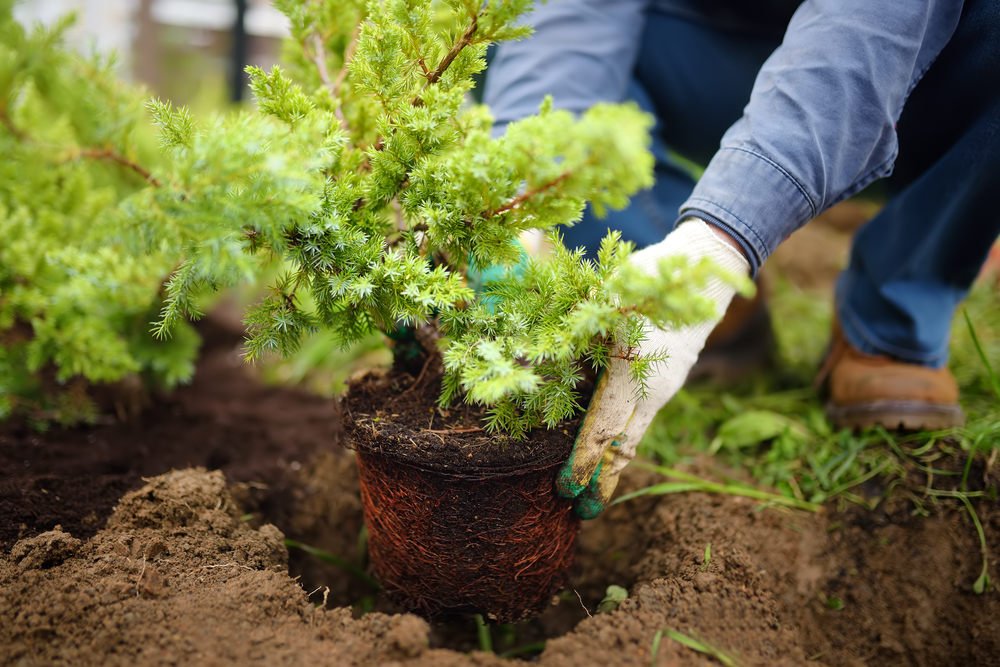 When is the best time to plant new landscape plants?  