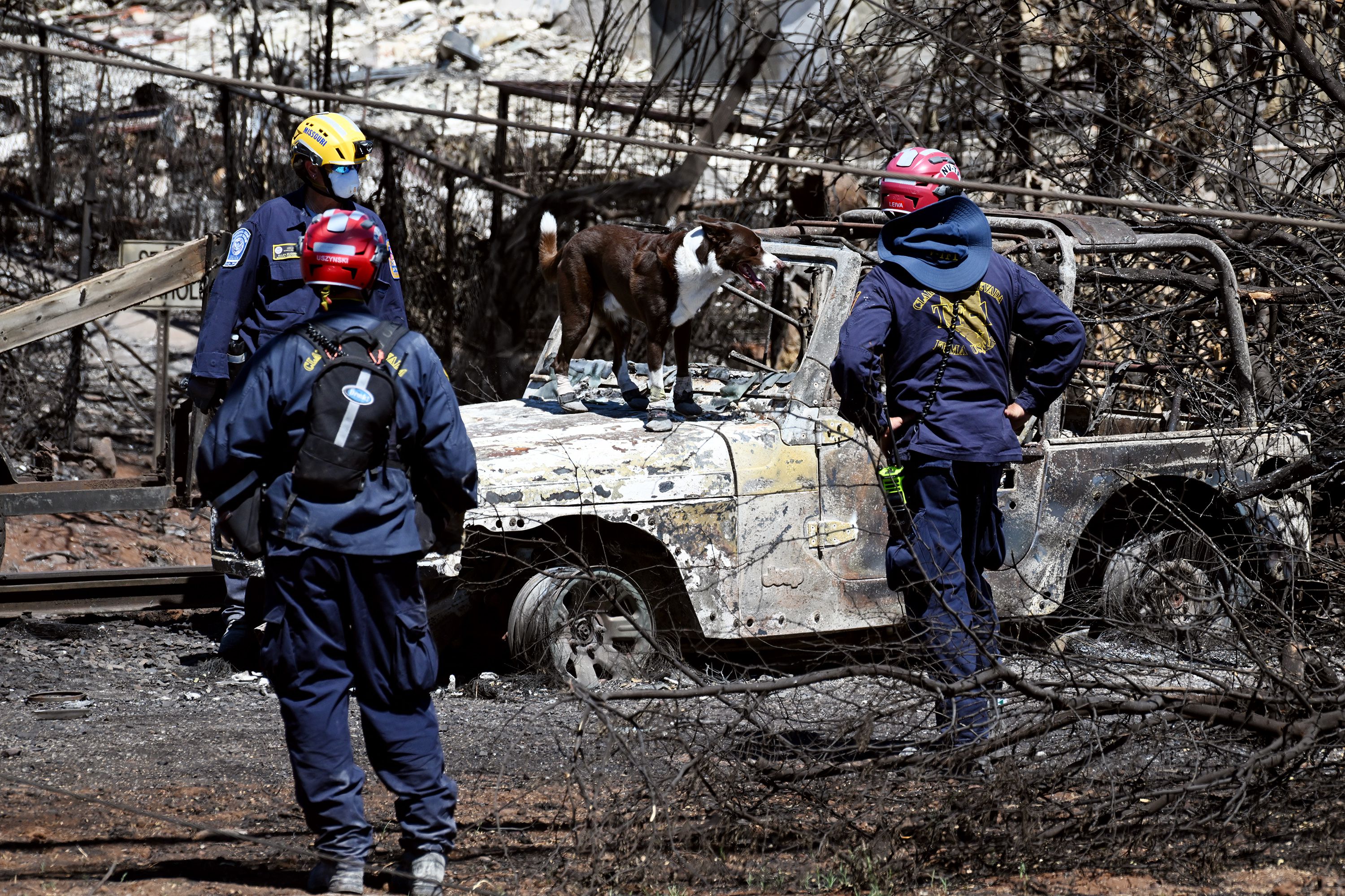 Crews use dogs to search for human remains as they move from structure to structure and car to car on Thursday, Aug. 17. Response to the Maui fire that destroyed a large portion of the town of Lahaina, Hawaii, continues to come from neighboring islands and the mainland.