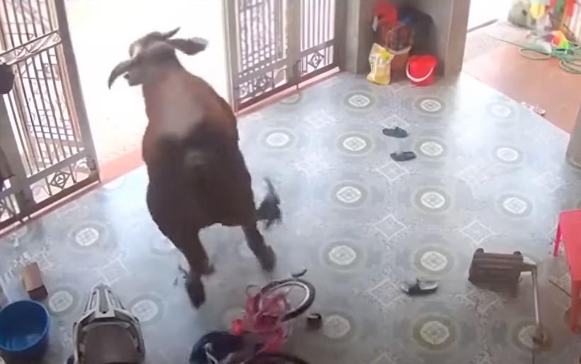 A bull gets loose and chases owners into the house Aug. 21.