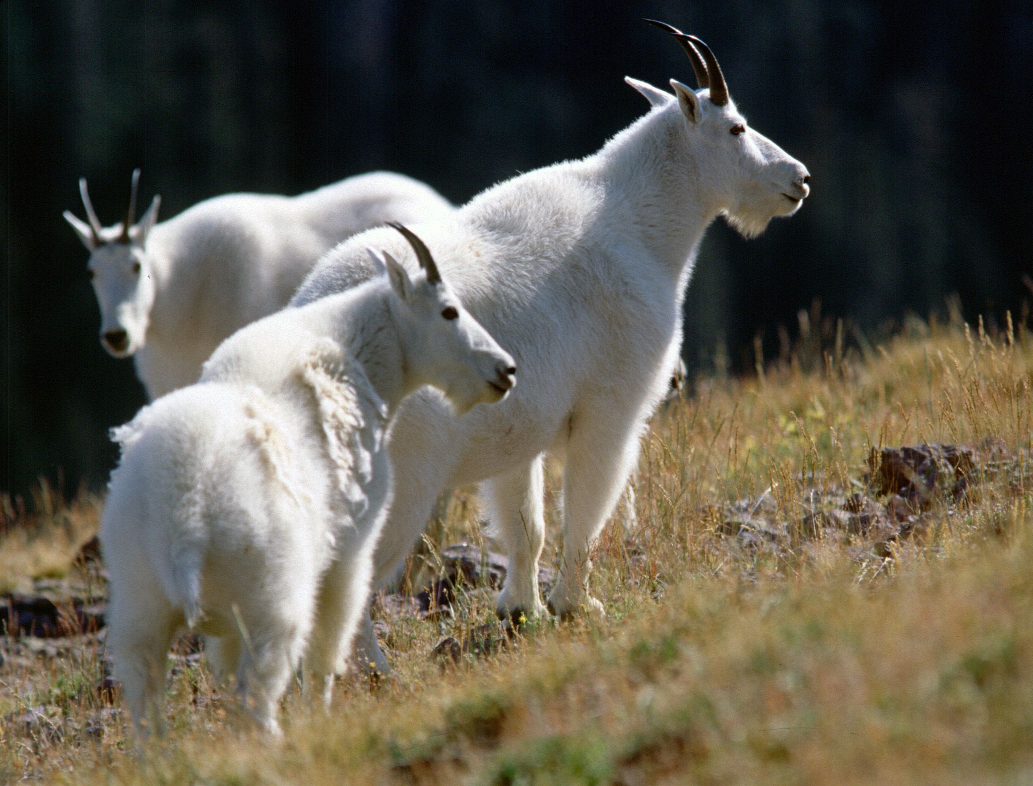 The Utah Division of Wildlife Resources is warning people about defensive mountain goats on Mount Timpanogos.