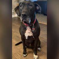 Family posts warning sign after dog dies from exposure to Utah Lake toxins