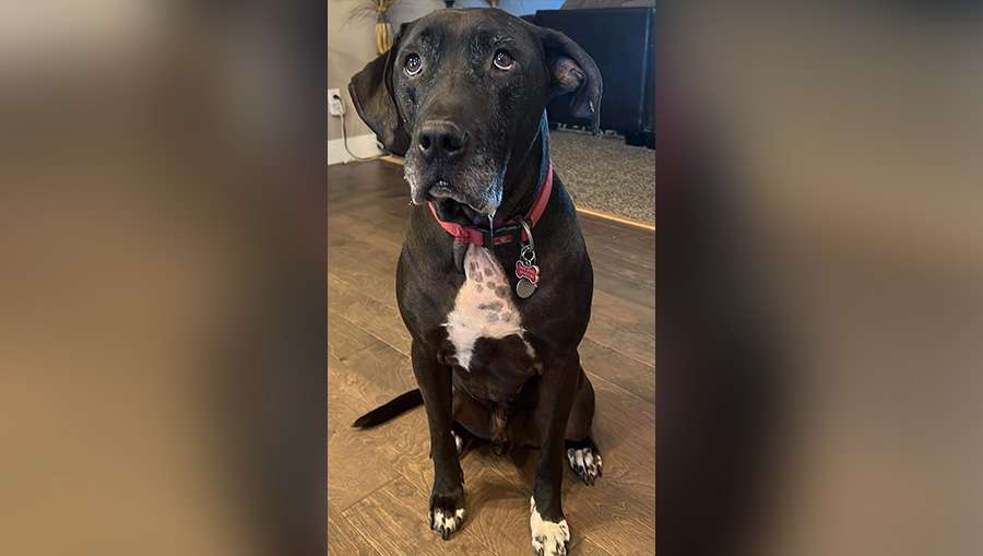 Brandee Wing's dog Toby died after being exposed to toxic algae at Utah Lake on Saturday.