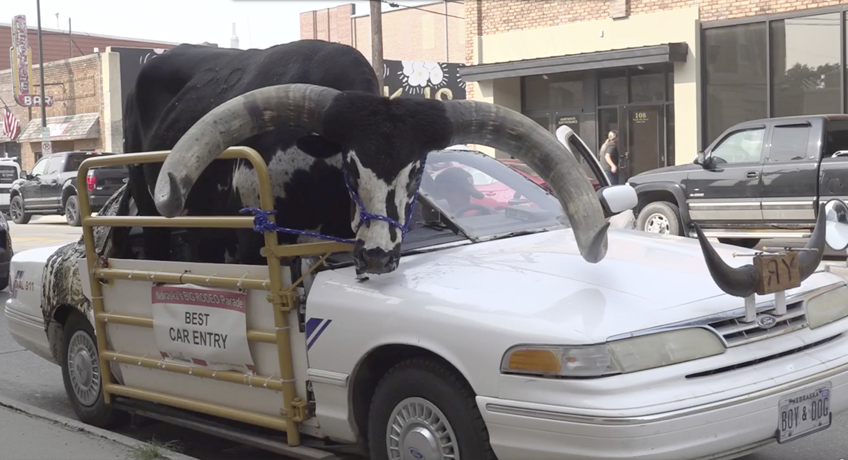 A Watusi bull named Howdy Doody sits in the passenger seat of a car owned by Lee Meyer on Wednesday. in Norfolk, Neb. The car has half the windshield and roof removed to make room for his bull to ride along. 