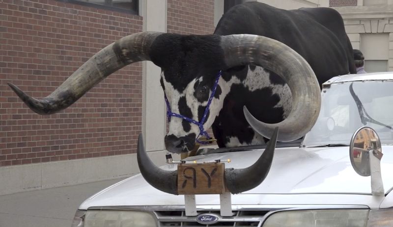 A Watusi bull named Howdy Doody sits in the passenger seat of a car owned by Lee Meyer on Wednesday in Norfolk, Neb. The car that Meyer has been driving in parades across the area for years has half the windshield and roof removed to make room for his bull to ride along.