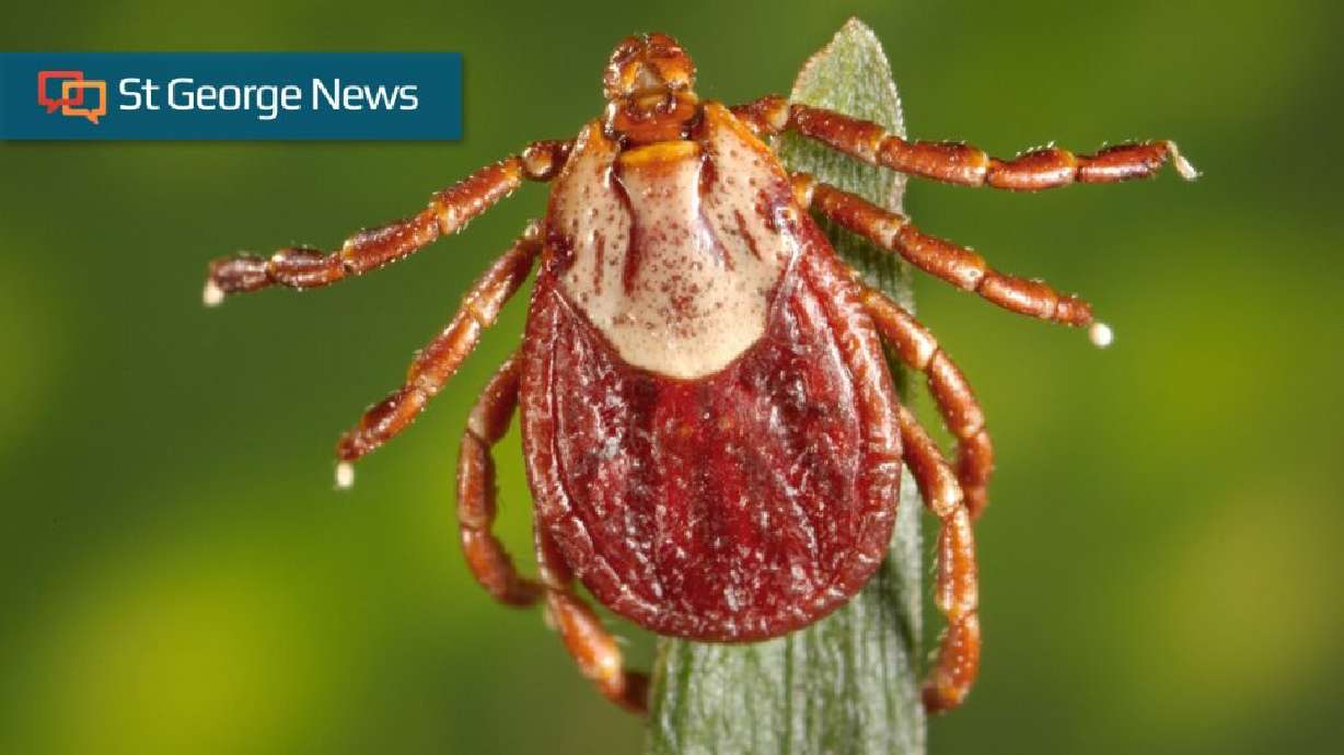 A Rocky Mountain wood tick clings to grass, location not specified, circa 2008. Southern Utah’s tick activity ramps up in mid-to-late spring and summer.