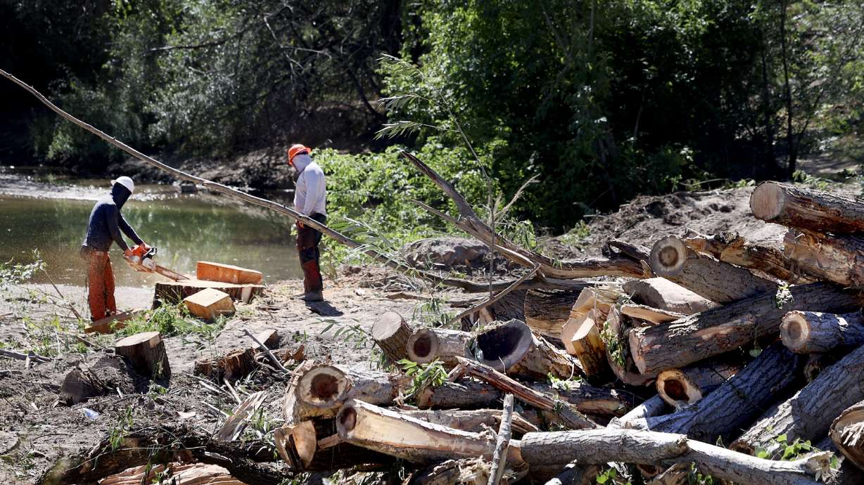 Downed trees and debris are cleared up along Cottonwood Creek at Wheeler Farm in Murray on Thursday.