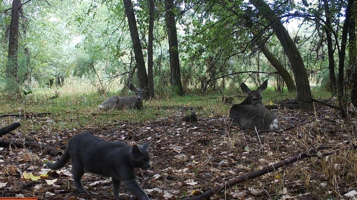 A cat walks by deer resting near a trail camera at General Holm Park in South Salt Lake in 2019. The site was one of 55 in Utah, and 725 across North America, used in a study that found negative effects on wildlife tied to urbanization.