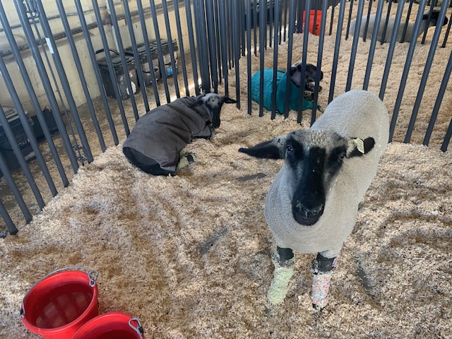 A Cedar Valley High School senior's 8-month-old lambs, front, and Shanyse Anderson's lamb, back, at the Utah State Fair on Friday.