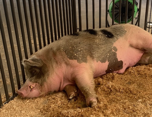 Brutus, a 6-year-old, 1,300-pound hog, at the Utah State Fair on Friday.